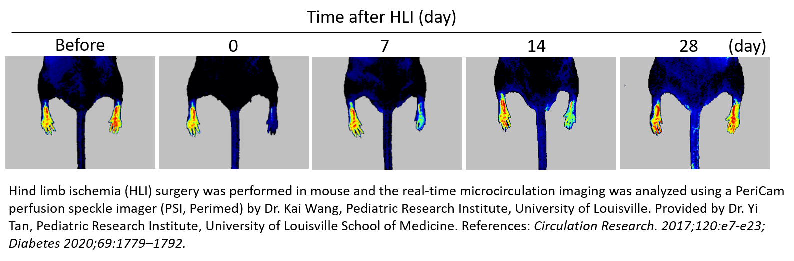 新生血管 血管生成 Neovascularisation Angiogenesis Perimed 帕瑞医学科技